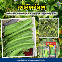 เมล็ดถั่วพู Winged Bean ตราภูเขาทอง ขนาด100กรัมและ5กรัม เมล็ดพันธุ์ถั่วพู ถั่วพู เมล็ดผักสวนครัว เมล็ดพันธุ์ผัก