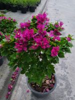 ต้นเฟื่องฟ้าสาวิตรี Bougainvillea hybridสีชมพูเข้ม จัดส่งพร้อมกระถาง8นิ้ว