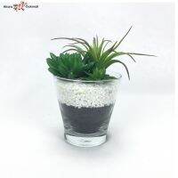 [ขายดี]  ORIENTALFINEART ต้นไม้ปลอมจิ๋ว แคคตัสพร้อมแก้ว SUCCULENT PLANT IN GLASS