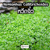 Hemianthus callitrichoides : ต้นไม้น้ำ ไม้ปูพื้น หวีดจิ๋ว เลี้ยงง่าย ไม้หน้าตู้ (เลี้ยงชื้น)