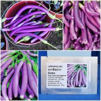 เมล็ดพันธุ์ มะเขือยาว ผิงตง Ping Tung Long Eggplant Seed 50 เมล็ด คุณภาพดี ราคาถูก ของแท้