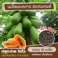 เมล็ดพันธุ์ มะละกอฮอลแลนด์? แบ่งขาย 10 เมล็ด (ซื้อ 5 แถม 1)