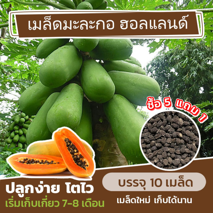 เมล็ดพันธุ์-มะละกอฮอลแลนด์-แบ่งขาย-10-เมล็ด-ซื้อ-5-แถม-1