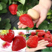 500 ชิ้น เมล็ดสตรอเบอร์รี่ สตรอเบอร์รี่พันธุ์พระราชทาน อัตราความงอก 80% Giant Strawberry Seeds, Sweet Red Strawberry/Organic Garden Strawberry Fruit Seeds เมล็ดพันธุ์ผัก เมล็ดดอกไม้ ผักสวนครัว พันธุ์ผัก สตอเบอรี่