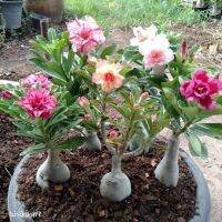 12 เมล็ด เมล็ดพันธุ์ ชวนชม สายพันธุ์ฮอลแลนด์ คละสี Adenium Seeds กุหลาบทะเลทราย Desert Rose ราชินีบอนไซ อัตรางอก 80-90% มีคู่มือปลูก