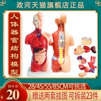 Zheng river human organs and anatomical structure model can tear open outfit medical teaching children early education toys heart viscera figure