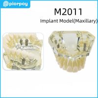 ฟันฟันปลอม Im Maxillary สำหรับการสาธิต Odontologia การศึกษาแม่พิมพ์การสอนนักเรียนการฝึกอบรมผลิตภัณฑ์ M4019