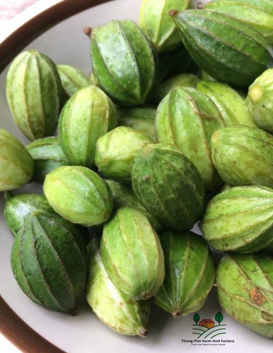 มะนอย-mini-luffa-gourds-seeds-บวบจิ๋ว-กระดอม-บวบมะนอย-เมล็ดพันธุ์บวบจิ๋วมะนอย-บรรรจุ-10-เมล็ด