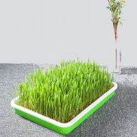 【hot】✙✇♂  Soilless Tray for Dog Planting Plate Hydroponics Seeded Bed Float Sowing Spout