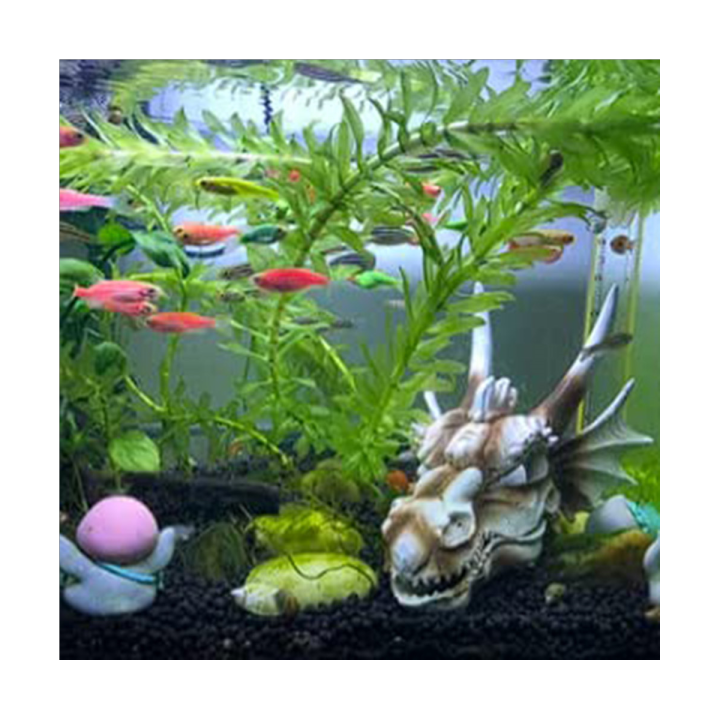 aquarium-decoration-rock-caves-hideaway-decoration-for-shrimp-cichlid-betta-fish-hideout-decor-dragon
