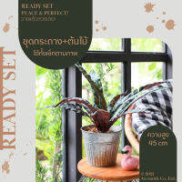 Homequarterbkk-Lively Set-Ribbon ต้นริบบอน ชุด เซท เซ็ทพร้อมโชว์ ของตกแต่งบ้าน ต้นไม้ปลอม พร้อมกระถางสังกะสีลายพลีท ราคาต่อ 1 ชุด