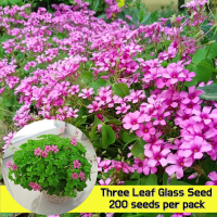 ประเทศไทยพร้อมสต็อก เมล็ดพันธุ์ คละได้ โคลเวอร์ Flowering Lucky Three Clover Leaf Flower Seeds (บรรจุ 200 เมล็ด) Ornamental Flower Plant บอนสี เมล็ดดอกไม้ ดอกไม้ปลูกสวยๆ ต้นไม้มงคล บอนสีหายาก ต้นไม้ฟอกอากาศ ไม้ประดับ พันธุ์ไม้ดอก ไม้ดอก ดอกไม้ปลูกสวยๆ