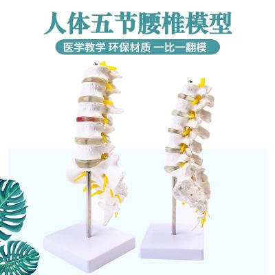 Natural big body five lumbar model with sacral vertebrae lumbar intervertebral disc thoracic vertebra bone model