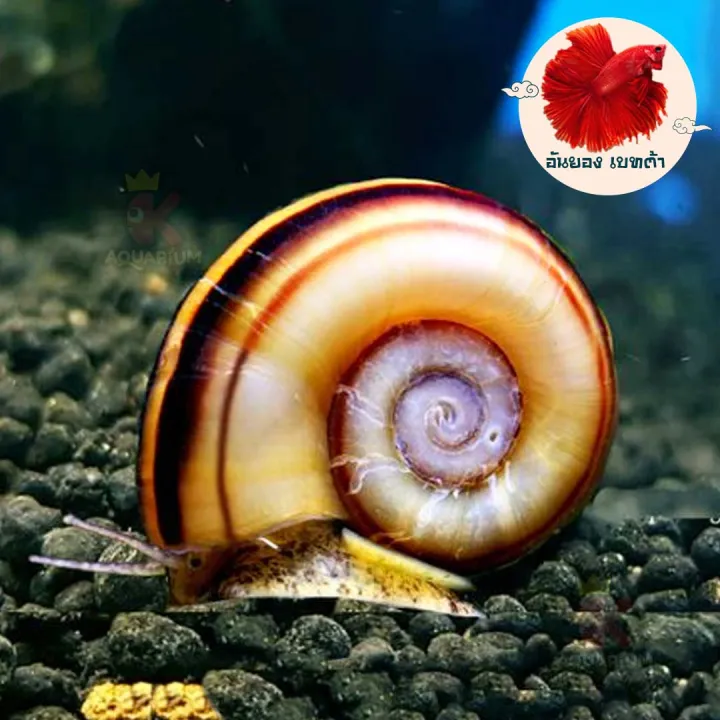 หอยไจแอ้น (Colombian Giant Ramshorn Snail) ขนาด 2cm.(5ตัว) นักทำความ ...