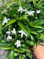 พุดศุภโชค พุดศรีลังกา หรือพุดแคระ (Gardenia jasminoides) ต้นไม้พุ่มเตี้ย มีดอกสีขาว ปลูกง่าย ชอบแสงแดดจัด ชอบน้ำปานกลาง สูง20-30cm.  ถุงดำ3.5*7นิ้ว