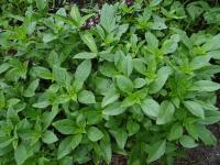 เมล็ดพันธุ์   โหระพา (Thai basil) ซองละ 25 บาท เมล็ดพันธุ์จากบ้านสวนปลูกต่อได้