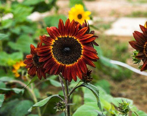 ทานตะวันสีแดง-red-sunflower-ทานตะวันแดง-20-เมล็ด-homes