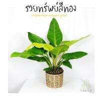 Treeno.9  T50 ฟิโลมูนไลท์ต้นใหญ่  (Philodendron Moonlight) กระถาง10นิ้ว สูง 80-100 ซม.ใบสวยเงางามสะท้อนแสงเหมือนพระจันทร์