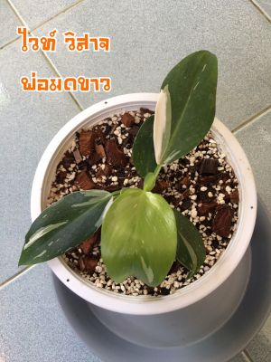 ฟิโลเดนดรอน ไวท์ วิสาจ (พ่อมดขาว) : Philodendron White Wizard