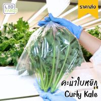 [ตัดสดทุกออเดอร์] เคลใบหยิก (Curly Kale) ราคาส่ง | ผักสด สะอาด ปลอดสารเคมี