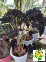 Shop Rex Begonia Plant with great discounts and prices online - Aug 2022 |  Lazada Philippines