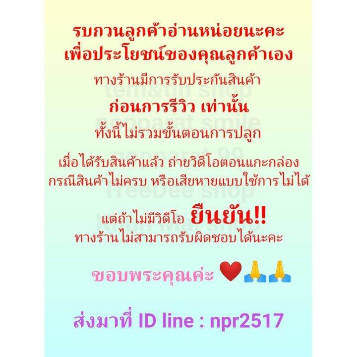 ว่านสี่ทิศคลาวน์1หัว-สายพันธ์ฮอลแลนด์ดอกใหญ่-สีขาวมีลายเส้นสีแดง-หัวพันธ์-ไม้มงคล