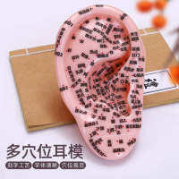 Clear Multi-Point Lettering Auricular Points Model Ear Acupuncture Model Ear Auricular Points Pressure Bean Ear Patch Profile Physiotherapy 18cm