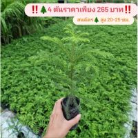 จัดโปร ต้นสนฉัตร(แพ็ค 4 ต้น)ต้นสนฉัตร ถุง 2x6 สูง 22-25 ซม. ต้นไม้สวยงาม ต้นไม้มงคล ลดราคา ต้นไม้ ต้นไม้มงคล เมล็ดพันธุ์ พรรณไม้