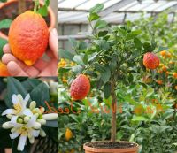 20 เมล็ดพันธุ์ Seeds เมล็ด มะนาวแดง ผลสีแดง Red Lemon Tree Seeds Organic Fruit Seeds Bonsai Blood Orange Seeds อัตราการงอก 80-85%