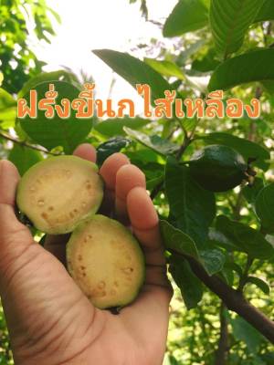 เมล็ดพันธุ์ฝรั่งขี้นกไส้เหลือง ฝรั่ง ฝรั่ง Guava with yellow filling บรรจุ10 เมล็ด 10 บาท