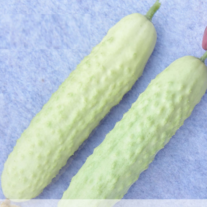 เมล็ดแตงกวาขาว-30เมล็ด-แตงกวาสีขาว-white-cucumber-seeds