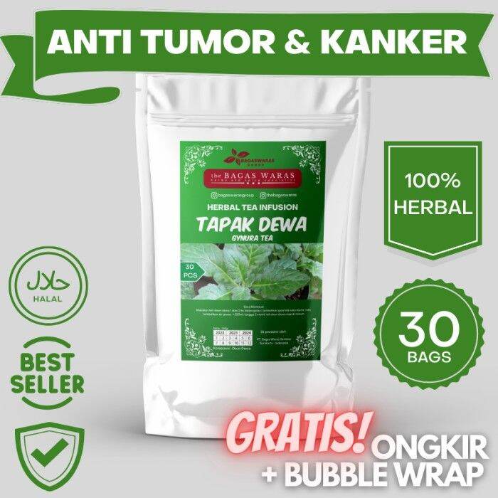 daun tapak dewa obat kanker telapak dewa isi 30 bags Lazada Indonesia