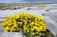 เมล็ดพันธุ์ Lotus corniculatus birds foot trefoil 500 เมล็ด เมล็ดพันธุ์นำเข้าจาก อังกฤษ.