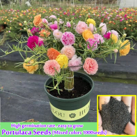 ปลูกได้ทั้งปี คละสีปะคะ Mixed Colors Portulaca Flower Seeds (1000เมล็ด/ซอง) Single &amp; Double Petal Moss Rose Seeds คละได้ เมล็ดดอกไม้ ดอกไม้ เมล็ดพันธุ์ Plant เมล็ดบอนสี บอลสีชนิดต่างๆ บอนสีราคาถูกๆ เมล็ดบอนสีสวยๆ ต้นไม้มงคล ต้นไม้ฟอกอากาศ ไม้ประดับ