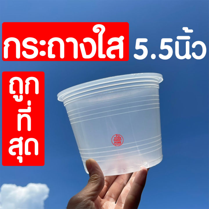 กระถางใส-กระถางพลาสติกใส-5-5นิ้ว-กระถางต้นไม้ใส-กระถางต้นไม้-กระถางพลาสติก-กระถางสีใส-กระถางส่องราก-กระถางต้นไม้สีใส