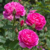 30 เมล็ด เมล็ดพันธุ์ Garden Seeds ดอกกุหลาบ สีบานเย็น พันธุ์ดอกใหญ่ นำเข้า Rose Seeds