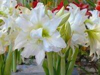 2 หัว/ชุด ว่านสีทิศฮอลแลนด์ Amaryllis lce Queen ขนาดหัว 18-24 ซ.ม สินค้านำเข้า หัวแช่เย็นแล้ว หัวมีขนาดใหญ่ มีพร้อมคู่มือการปลูก