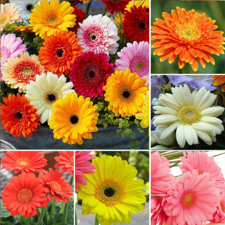 50 Seeds (buy 2 get 1 free) Gerbera Indoor Bonsai Rare Daisy Plants ...