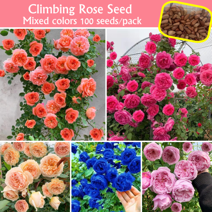 Climbing Rose Seed for Sale (100 Seeds/bag) Climbing Flower Seeds