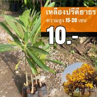 เหลืองปรีดียาธร ต้นละ 10 บาท