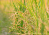 Gạo đặc sản kampot 5kg - gieo trồng tại vùng biên giơi tây ninh - ảnh sản phẩm 5