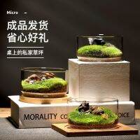 [COD] Moss ecological bottle stuffy micro-landscape series species good delivery desktop easy to raise creative miniature moss ornaments bonsai