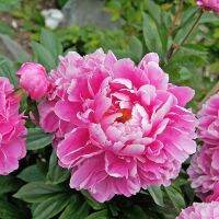 20 เมล็ด เมล็ดโบตั๋น ดอกโบตั๋น ดอกพีโอนี (Peony) สีชมพู Pink Peony ดอกไม้นี้​เป็นสัญลักษณ์ของความมั่งคั่งร่ำรวย ความซื่อสัตย์ อัตรางอก 70-80%