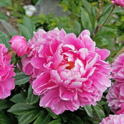 10 เมล็ด เมล็ดโบตั๋น ดอกโบตั๋น ดอกพีโอนี (Peony) สีชมพู Pink Peony ดอกไม้นี้​เป็นสัญลักษณ์ของความมั่งคั่งร่ำรวย ความซื่อสัตย์ อัตรางอก 70-80%