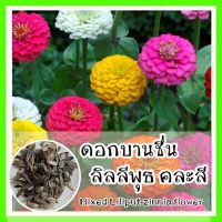 พร้อมส่ง ❗❗ รหัส 012 เมล็ดพันธุ์แท้ OP  ดอกบานชื่นลิลลิพุทคละสี - Mixed Lilliput zinnia flower  ปลูกง่าย ชอบแดดจัด ดอกเยอะ ดอกสวยงาม ดอกไม้