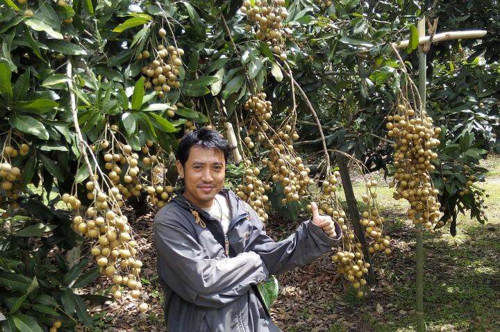 จัมโบ้-3-เอ-jumbo-aaa-ฮอร์โมน-เร่งการเจริญเติบโต-เพิ่มขนาดและน้ำหนักของผลผลิต-อย่างรวดเร็ว-ผสมน้ำได้-1000-ลิตร