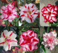 12 เมล็ด เมล็ดพันธุ์ ชวนชม สายพันธุ์ฮอลแลนด์ คละสี Adenium Seeds กุหลาบทะเลทราย Desert Rose ราชินีบอนไซ อัตรางอก 80-90% มีคู่มือปลูก