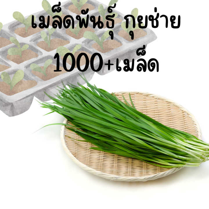 เมล็ดพันธุ์-กุยช่าย-ผักแป้น-ขายส่ง-ราคาถูก-จำนวนมาก