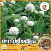 ซื้อ5 แถม1 เมล็ดพันธุ์ ดอกบานไม่รู้โรย สีขาว 20 เมล็ด (White Globe Amaranth Flower Seed) เมล็ดพันธุ์แท้ ปลูกง่าย อัตรางอกสูง เก็บเมล็ดปลูกต่อได้