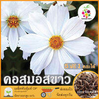 ซื้อ5 แถม1 เมล็ดพันธุ์ ดอกคอสมอส สีขาว 40 เมล็ด (White Purity Cosmos Flower Seed) เมล็ดพันธุ์แท้ ปลูกง่าย อัตรางอกสูง เก็บเมล็ดปลูกต่อได้